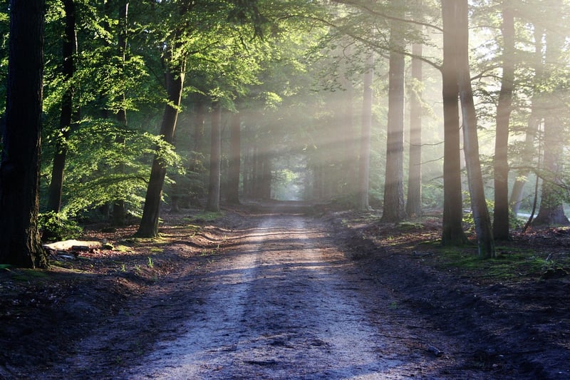 Mindful Walk