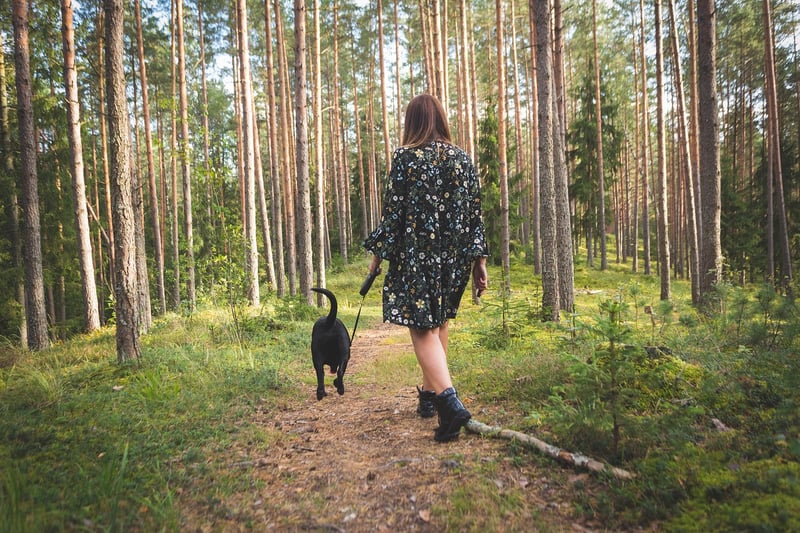 Mindful Walk in the Forest